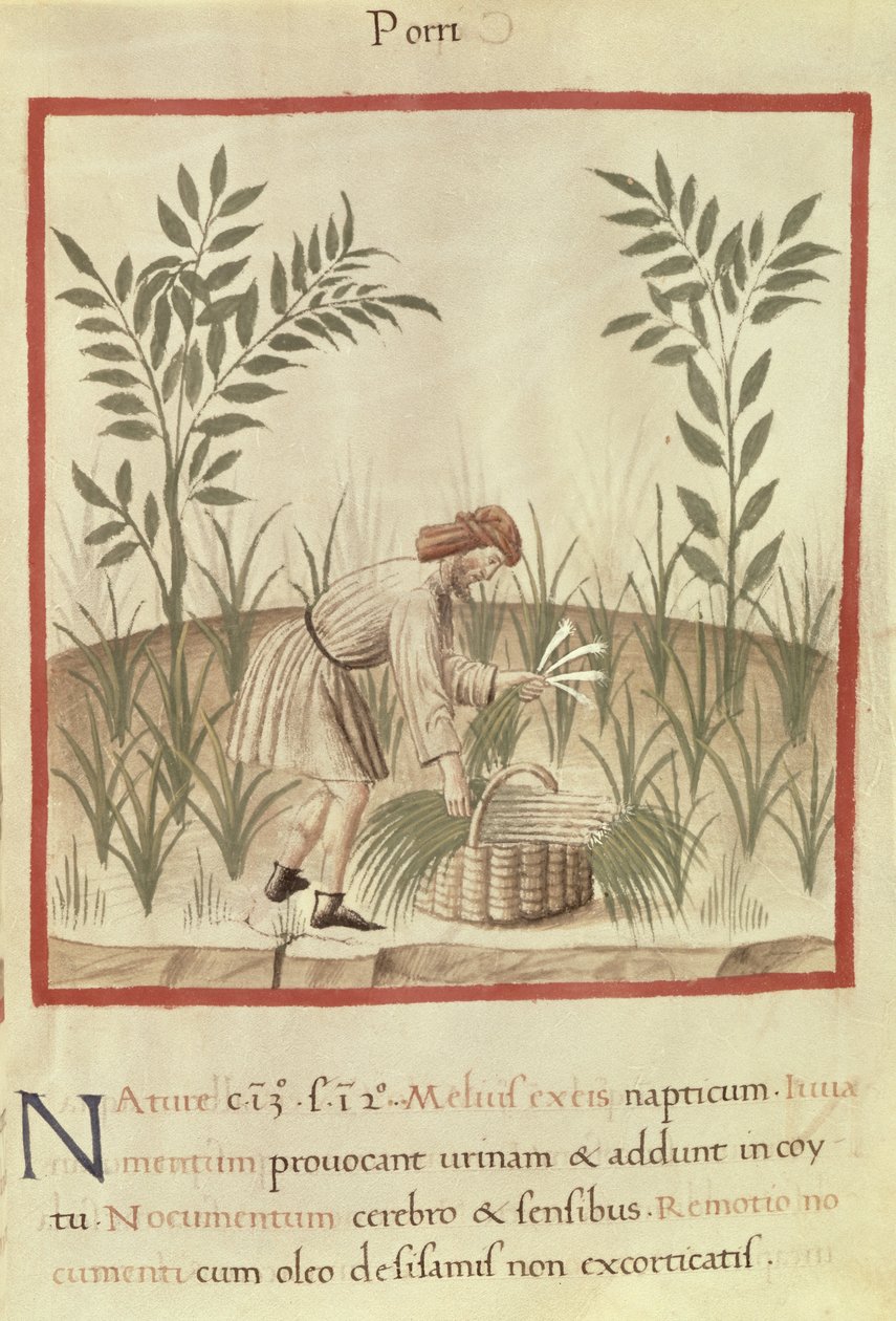 Ms 3054 f.22 Høsting av purre, fra 