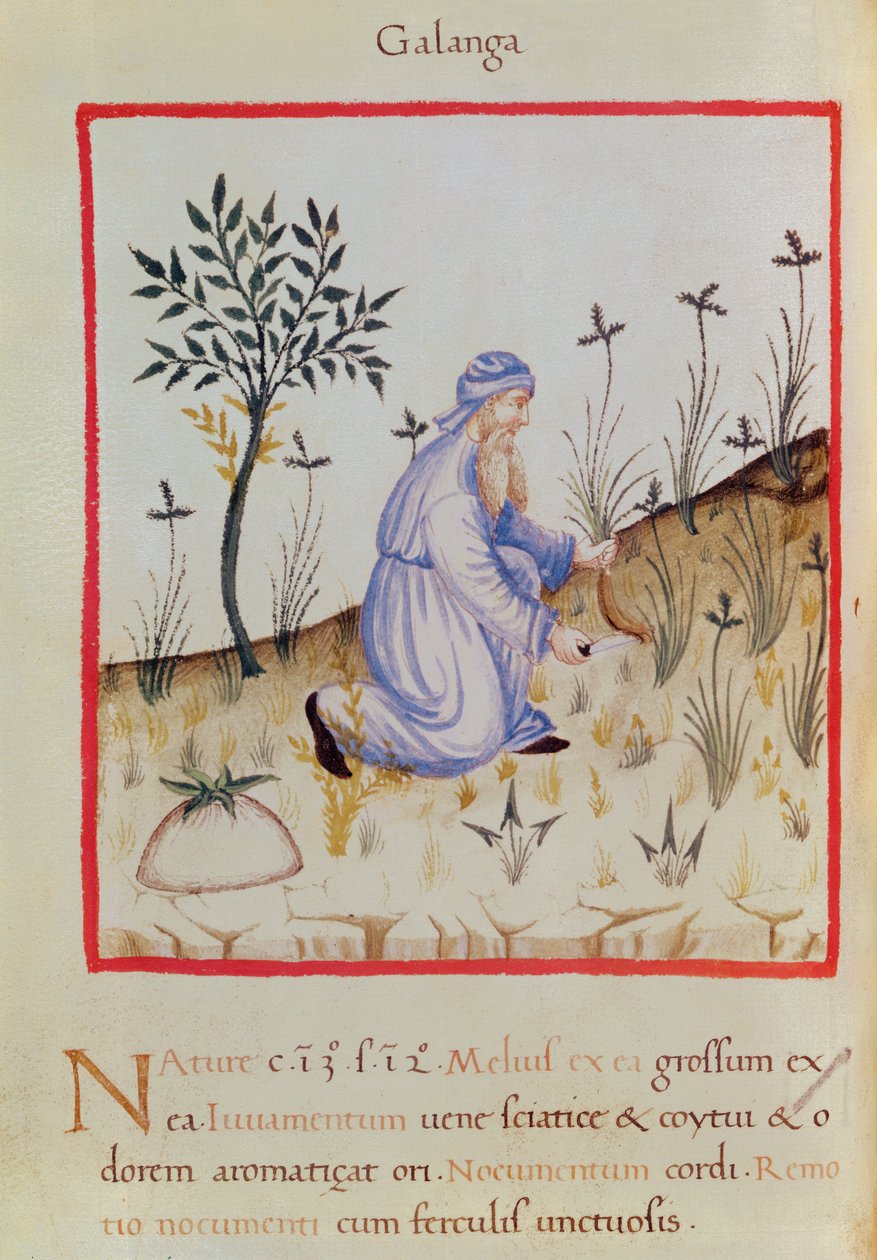 Ms 3054 f.22 Harvesting galangal, fra 