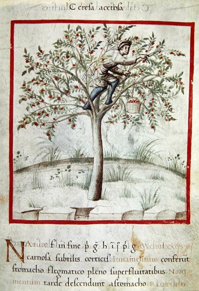 Ms 3054 f.25 plukkekirsebær, fra 