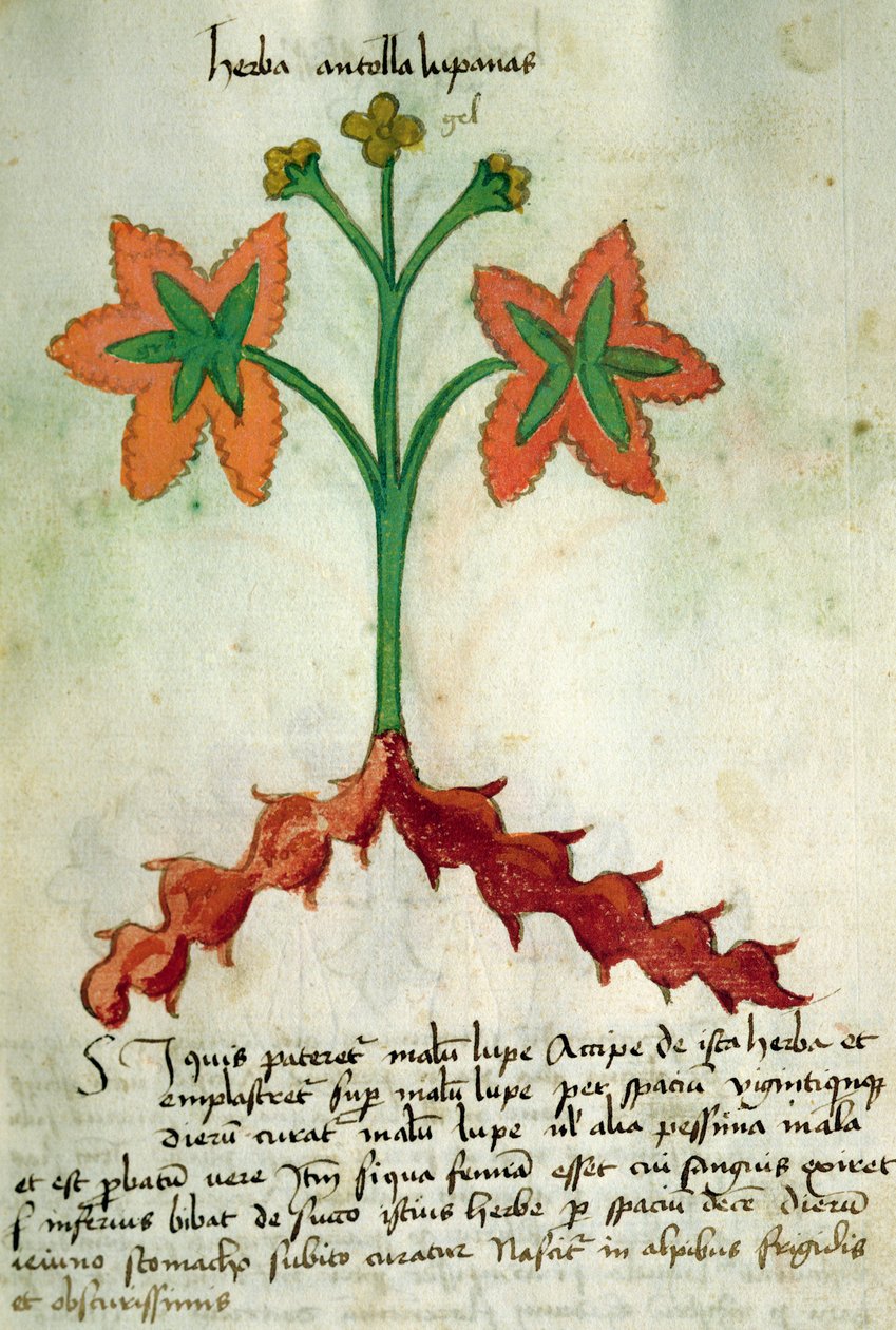 Ms 320 M Fol.13r Herba Antollas Lupanas, fra 