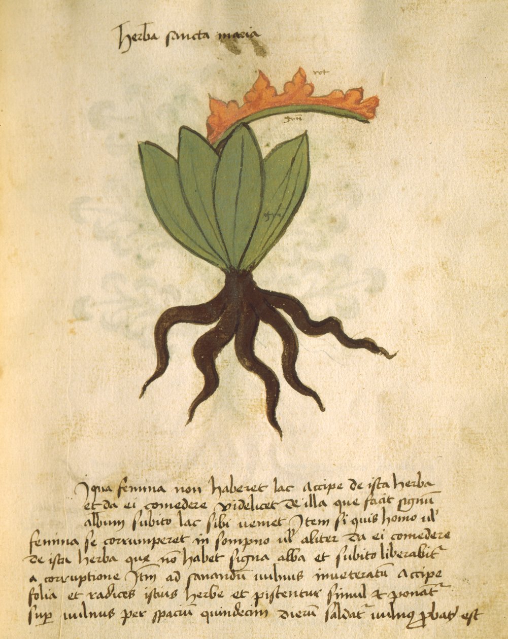 Ms 320 M Fol.28r Herb Santa Maria, fra The Book of Herbarius sammen med metodene for å tilberede medisiner av Orgione Rizzardo av Italian School
