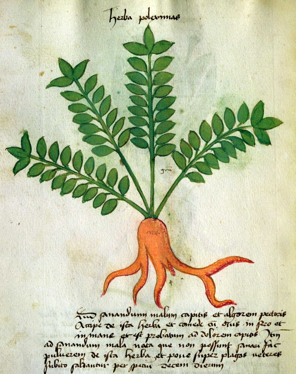 Ms 320 M Fol.31 Herb Poleximas, fra 