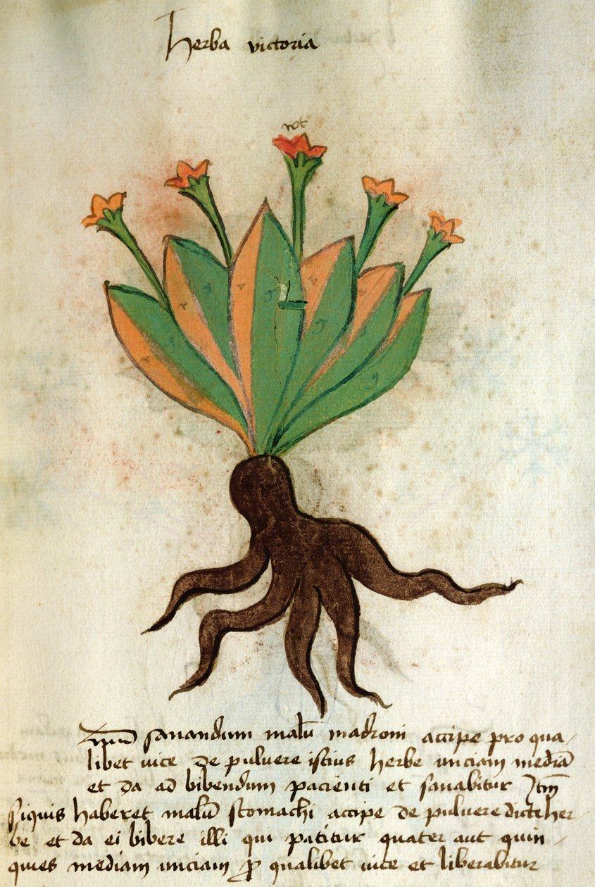 Ms 320 M Fol.34r Herba Victoria, fra 