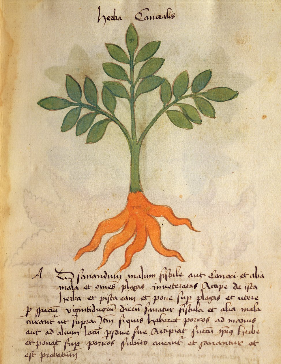 Ms 320 M fol.14r Herba Cancealis, fra 