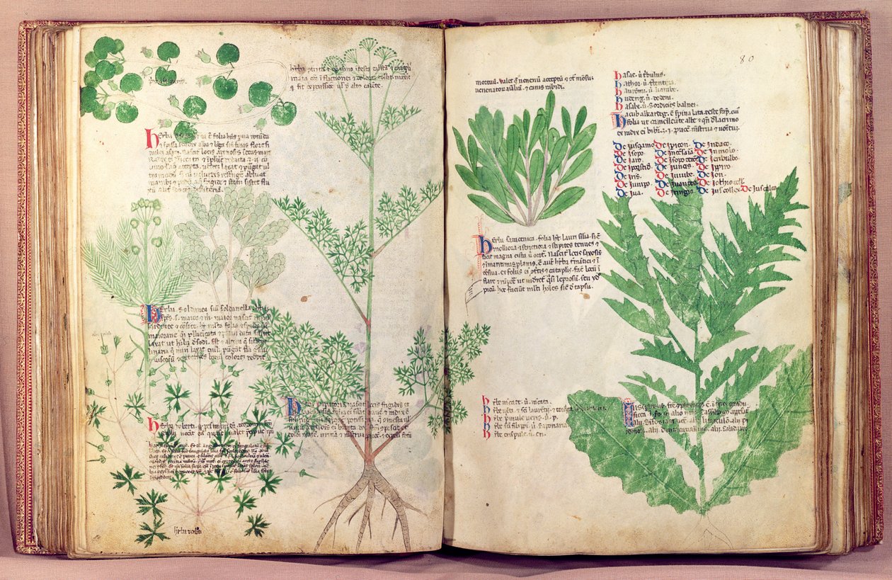 Ms Lat 6823 fol.19v & 80 Plants from De Herbis av Manfredus de Monte Imperiali, ca. 1330-40 av Italian School