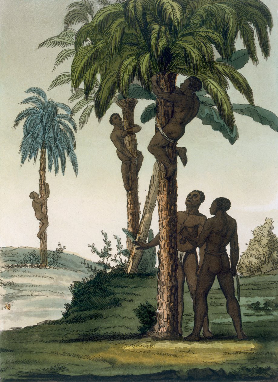 Innfødte klatrer i håndflatene ved å bruke slyngegrimer rundt hoftene, 1820-30-tallet av Italian School