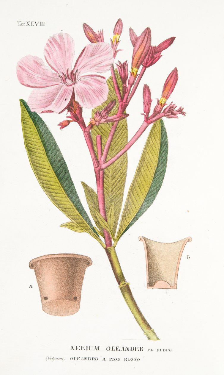 Nerium Oleander el Bubro, plate XLVIII, fra Antotrophy That is DeFiori Cultivation av Antonio Piccioli, pub. 1834 av Italian School