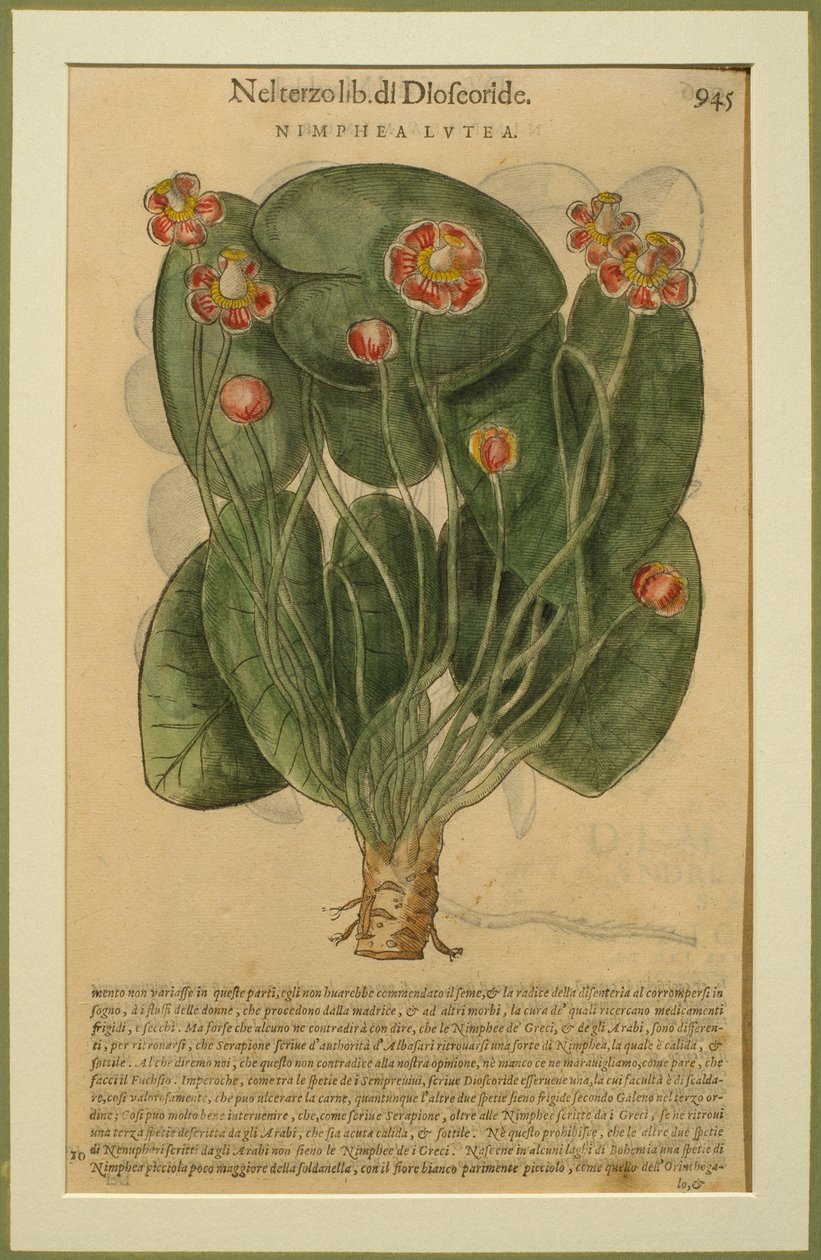Nimphea Lutea, en botanisk plate fra Discorsi av Pietro Andrea Mattioli (1501-77) utgitt i Venezia, 1570 av Italian School