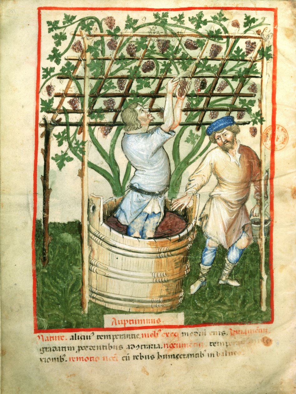 Nouv Acq Lat 1673 fol.103v Innsamling og pressing av druer, fra Tacuinum Sanitatis, ca. 1390-1400 av Italian School