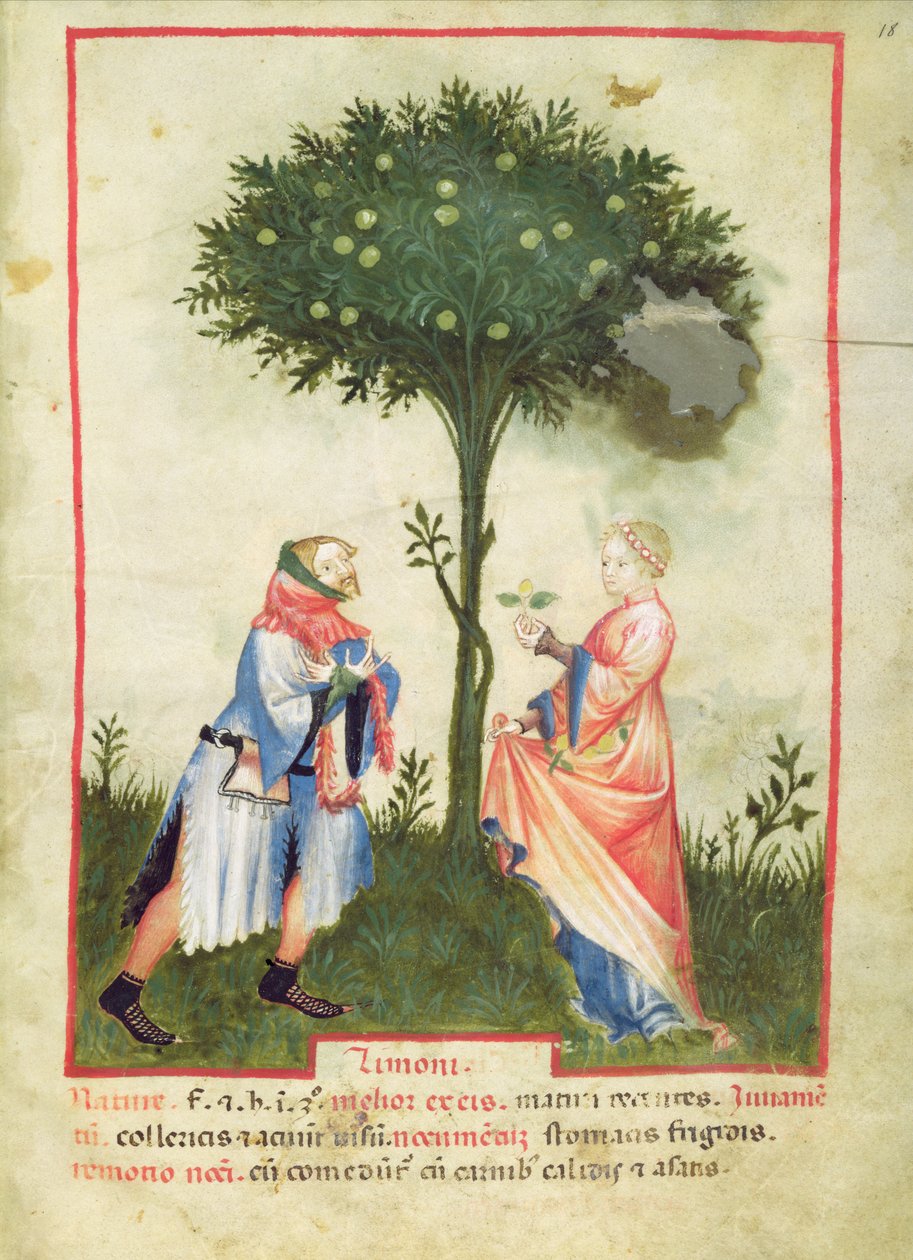 Nouv Acq Lat 1673 fol.18 Harvesting Lemons, fra Tacuinum Sanitatis, ca. 1390-1400 av Italian School