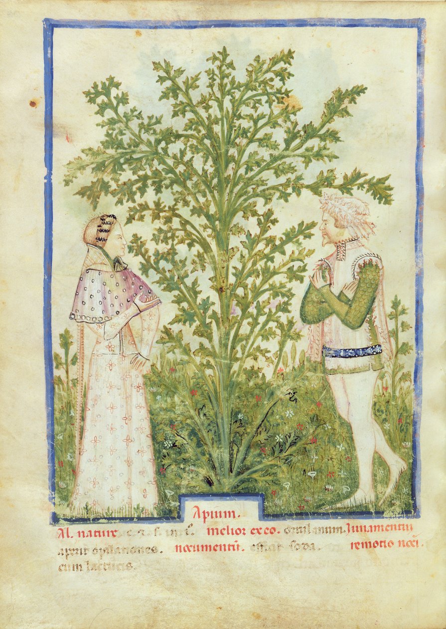 Nouv Acq Lat 1673 fol.28v Selleri, fra Tacuinum Sanitatis, ca. 1390-1400 av Italian School