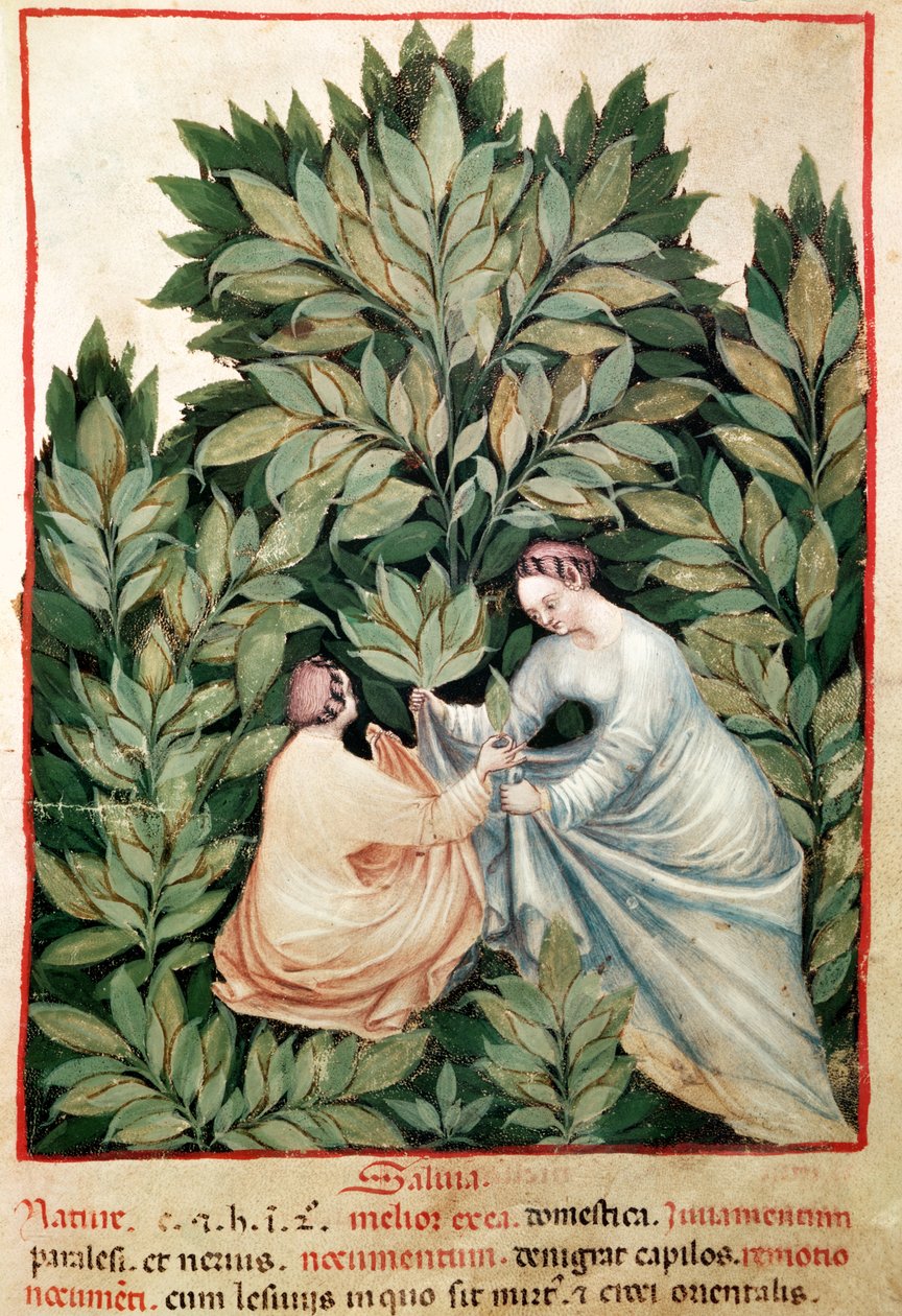 Nouv Acq Lat 1673 fol.34 To kvinner som plukker salvie, fra Tacuinum Sanitatis, ca. 1390-1400 av Italian School