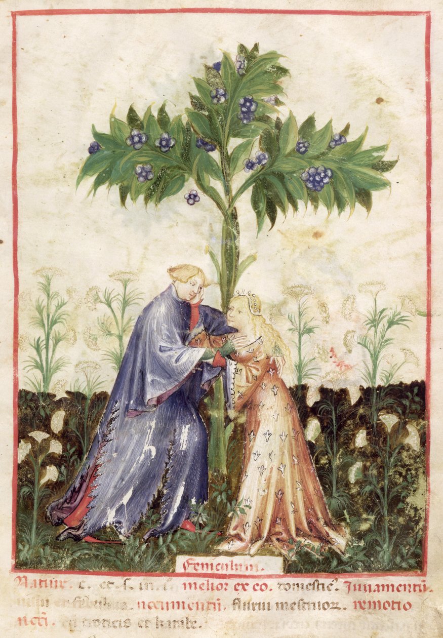 Nouv Acq Lat 1673 fol.41 fennikel, fra Tacuinum Sanitatis, ca. 1390-1400 av Italian School