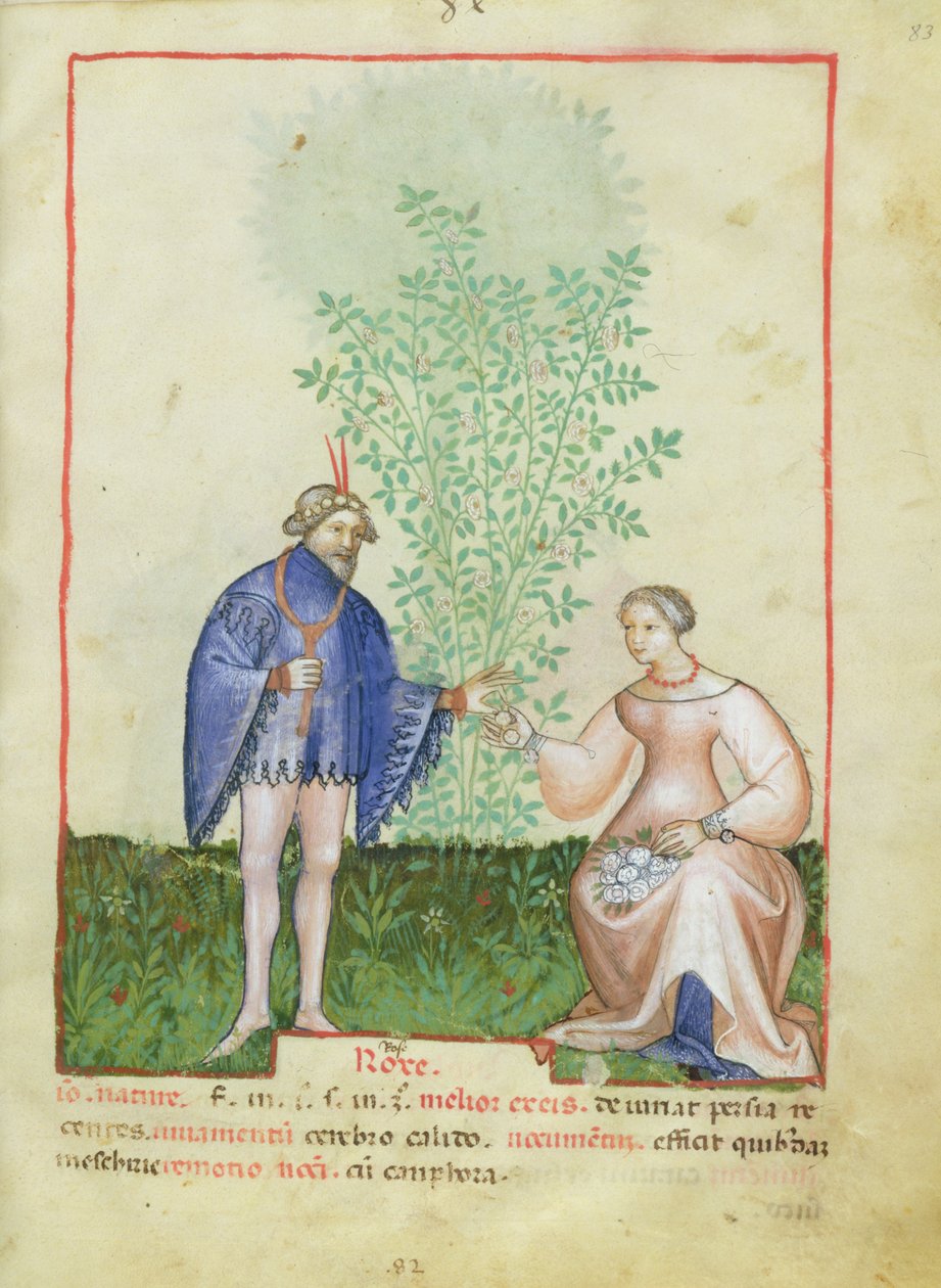 Nouv Acq Lat 1673 fol.83 Roses, fra Tacuinum Sanitatis, ca. 1390-1400 av Italian School