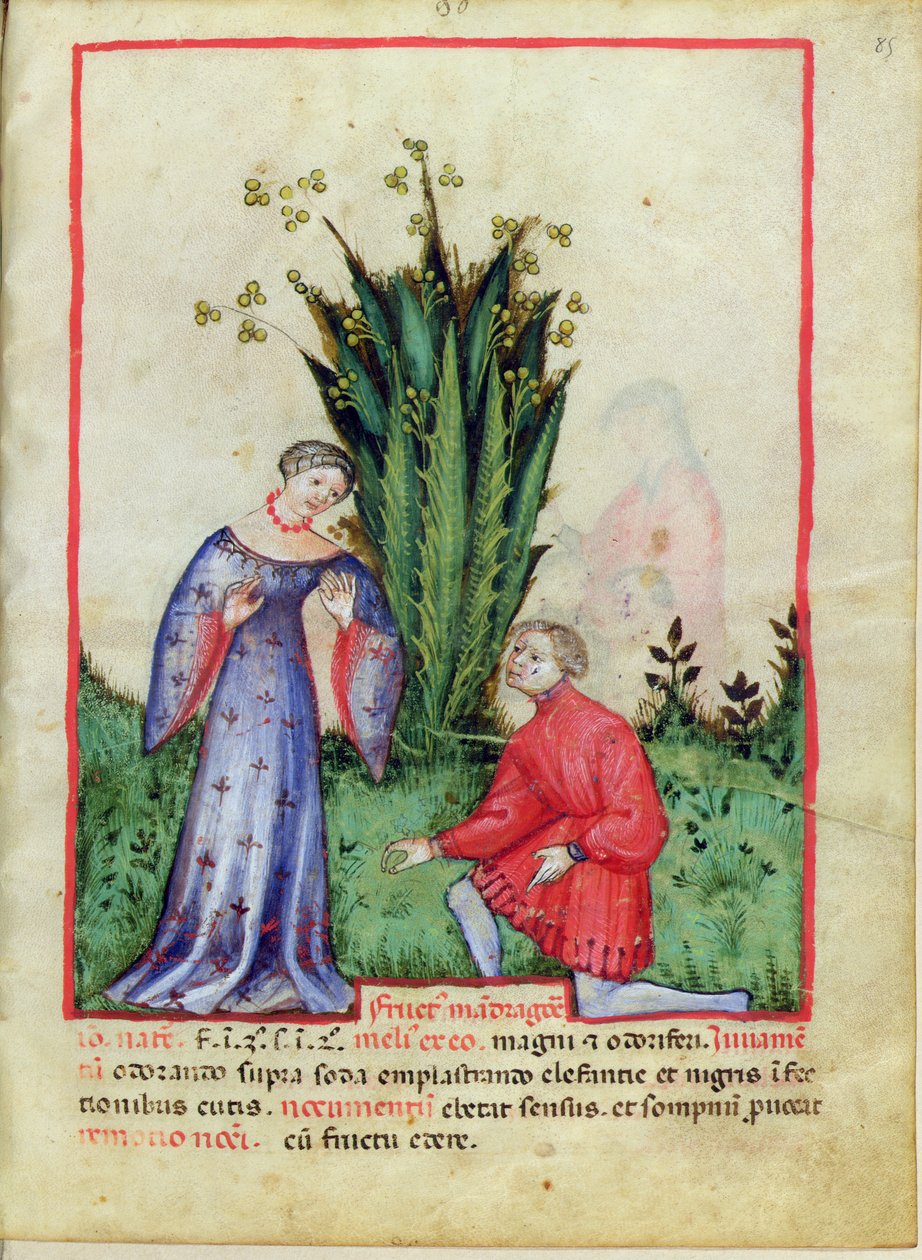 Nouv Acq Lat 1673 fol.85 Fruit of Mandrake, fra Tacuinum Sanitatis, ca. 1390-1400 av Italian School