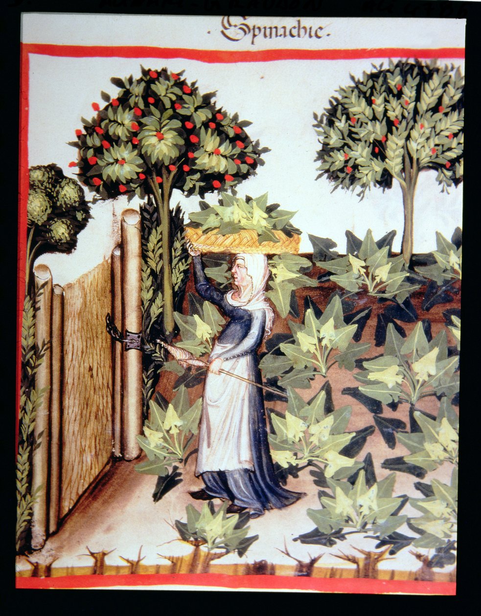 Nova 2644 f.27r Høsting av spinat, fra Tacuinum Hygiene Code Vindobonensis av Italian School