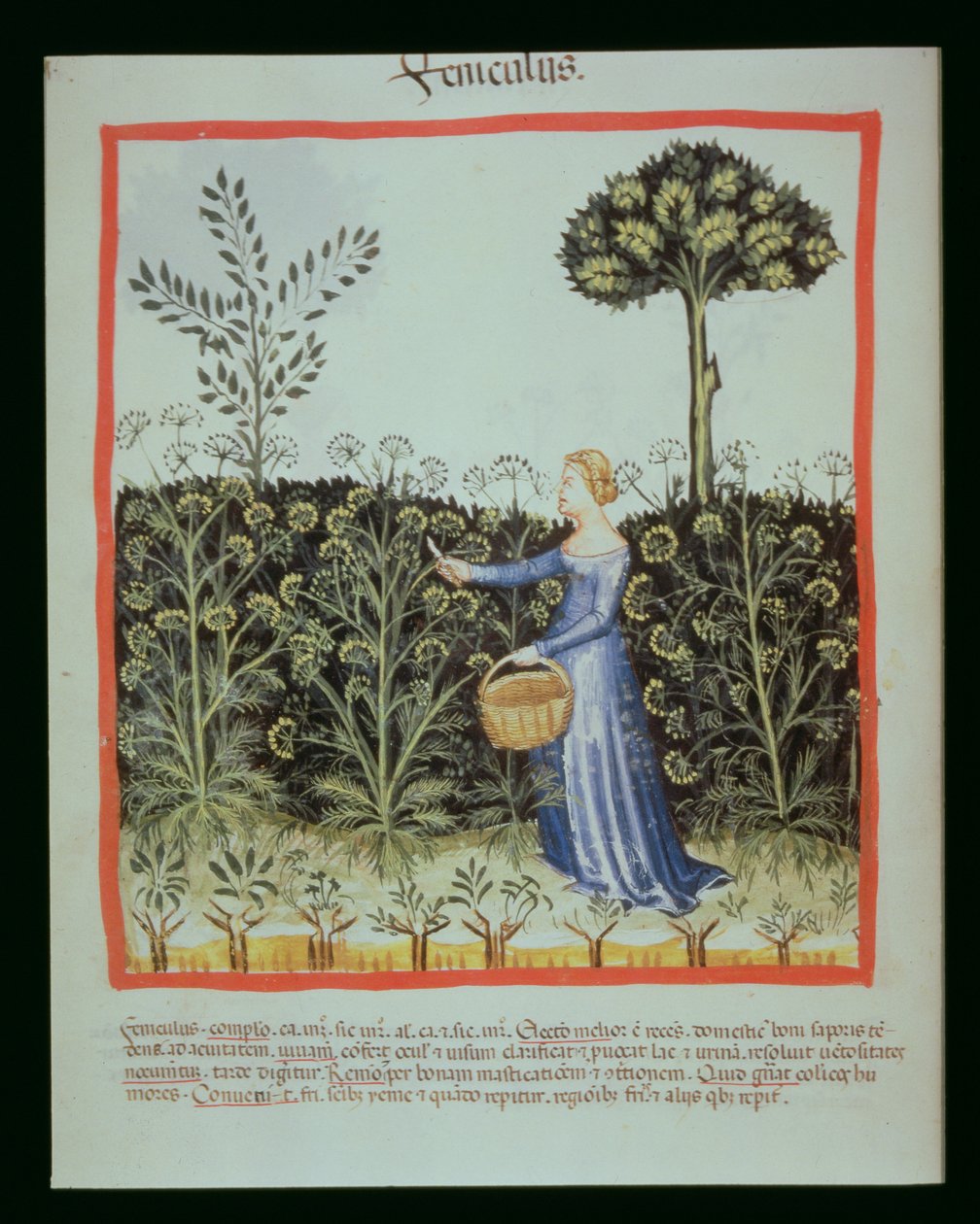 Nova 2644 f.41v Høsting av karve av Italian School