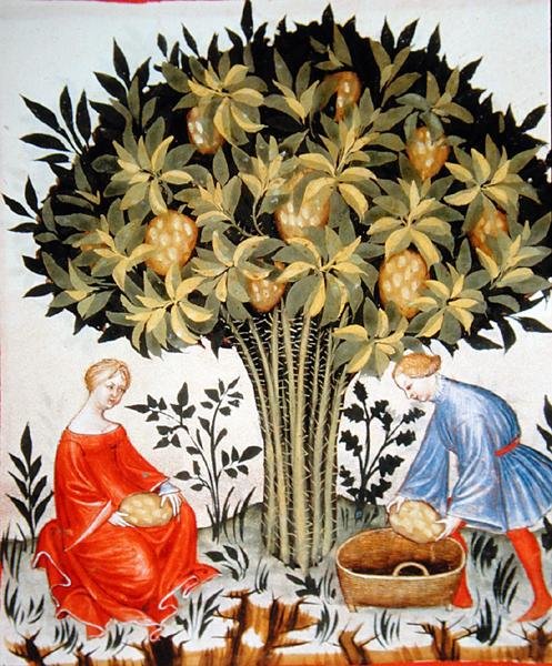 Nova 2644 fol.11r Høsting av sitrusfrukter, fra Tacuinum Hygiene Code Vindobonensis (på vellum) av Italian School