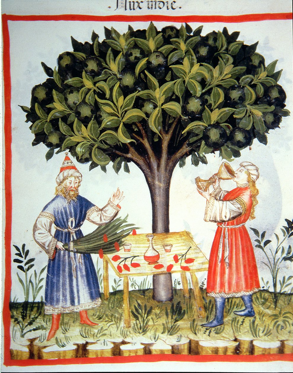 Nova 2644 fol.14r Gathering Nutmeg, fra Tacuinum Sanitatis av Italian School