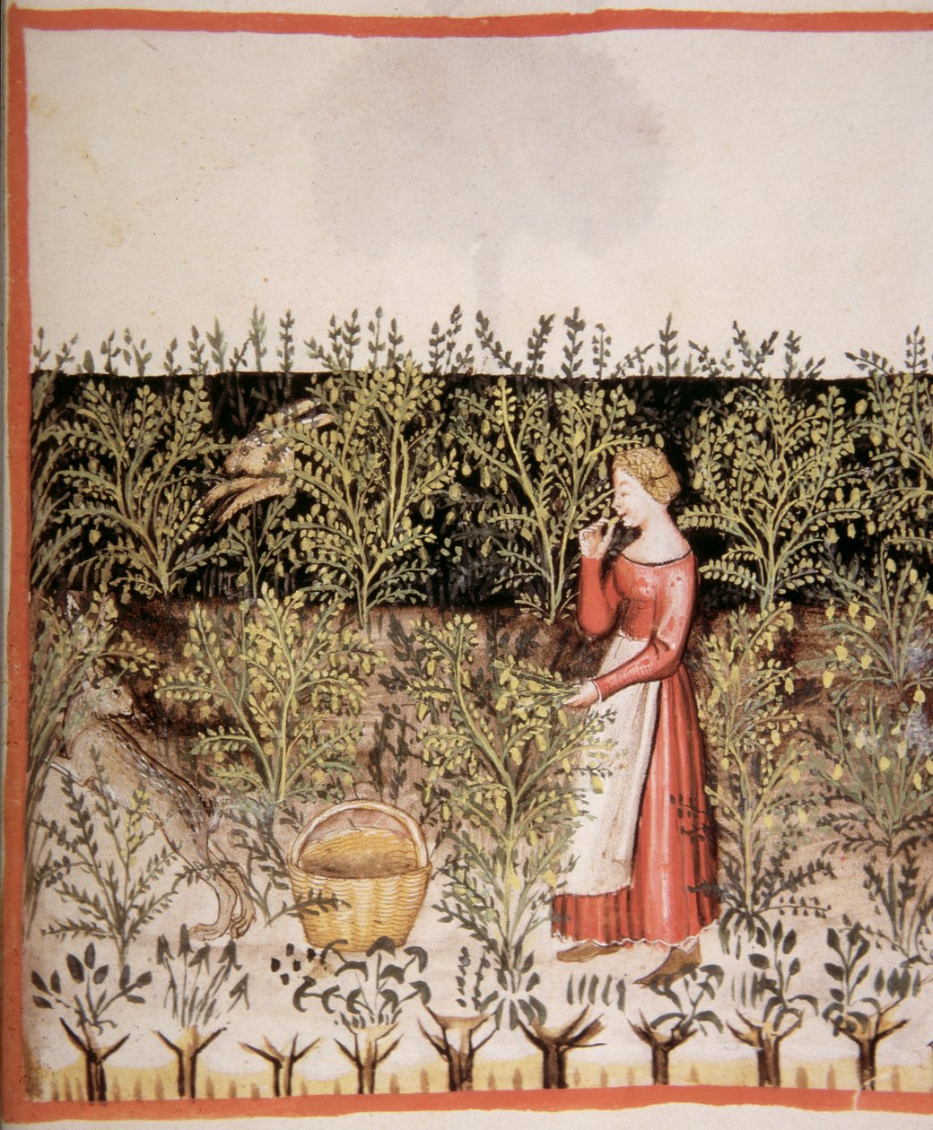 Nova 2644 fol.49 r Plukke kikerter av Italian School