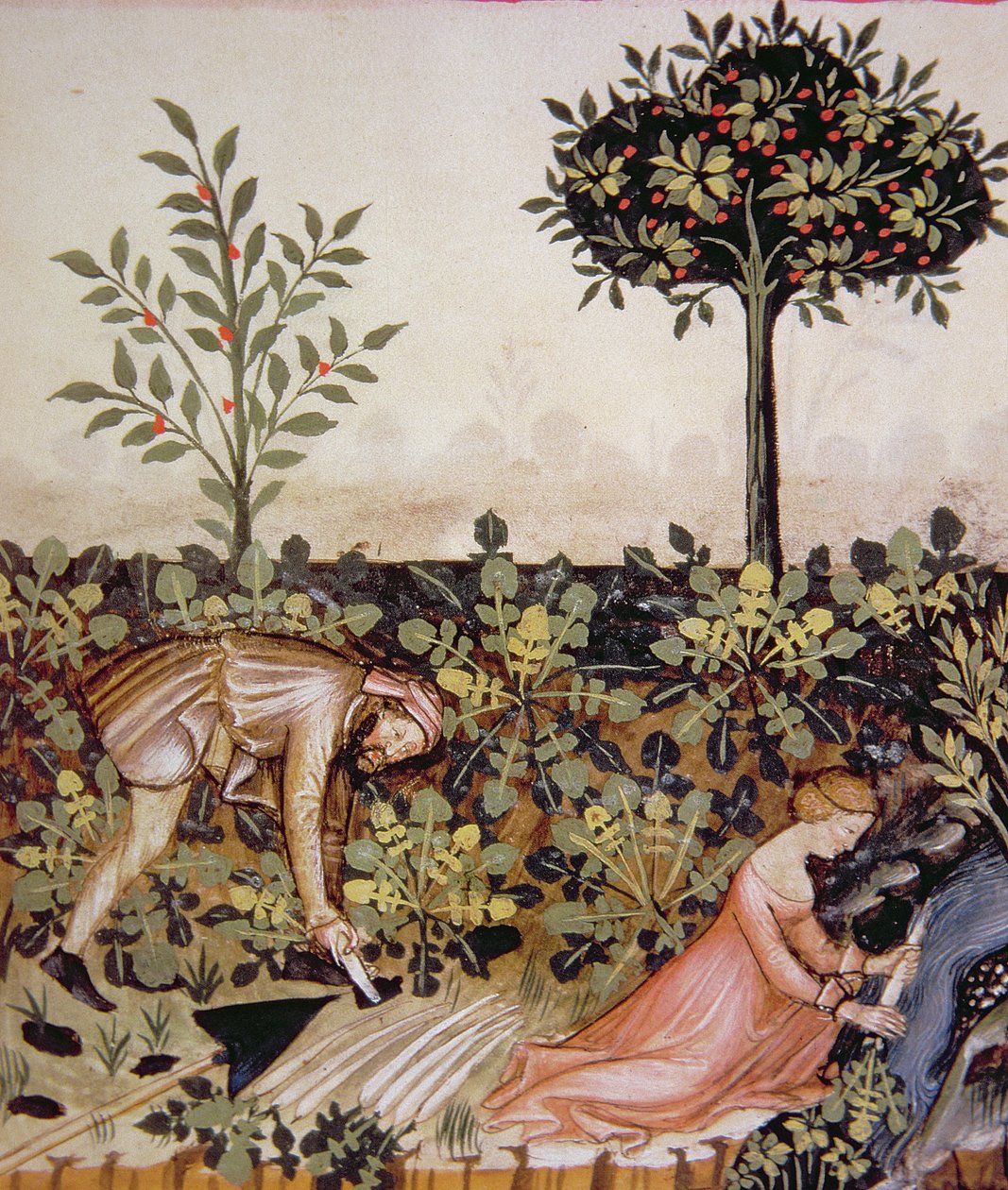Nova 2644 fol.52r Høsting av pepperrot, fra Tacuinum Hygiene Code of Vienna av Italian School