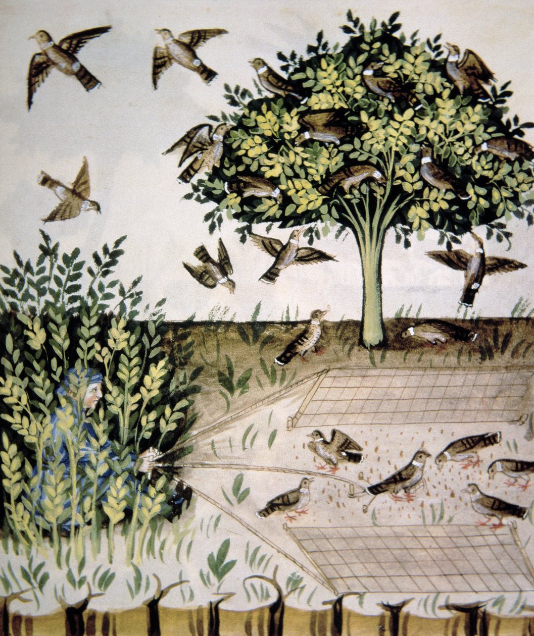 Nova 2644 fol.69r Turtelduer, illustrasjon fra Tacuinum Santiatis Codex Vindobonensis av Italian School