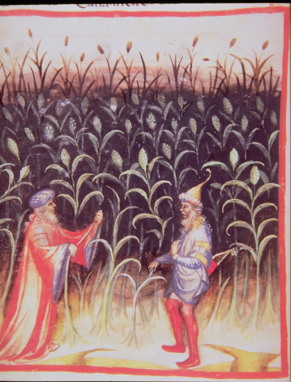 Nova 2644 fol.92v The Cultivation of Sugar Cane, fra Tacuinum Sanitatis av Italian School