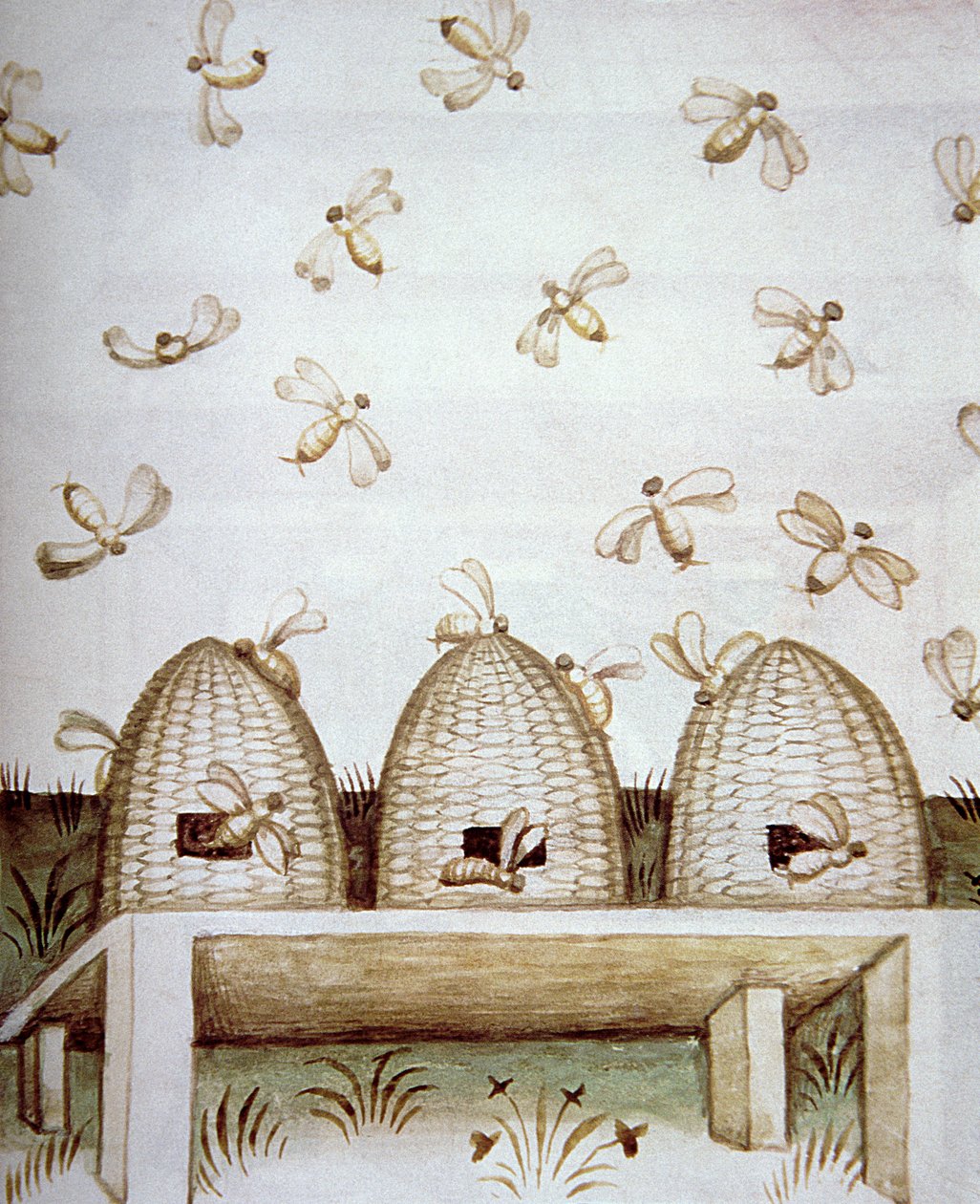 Nova 2644 fol.94v Bikuber, fra Tacuinum Sanitatis av Italian School