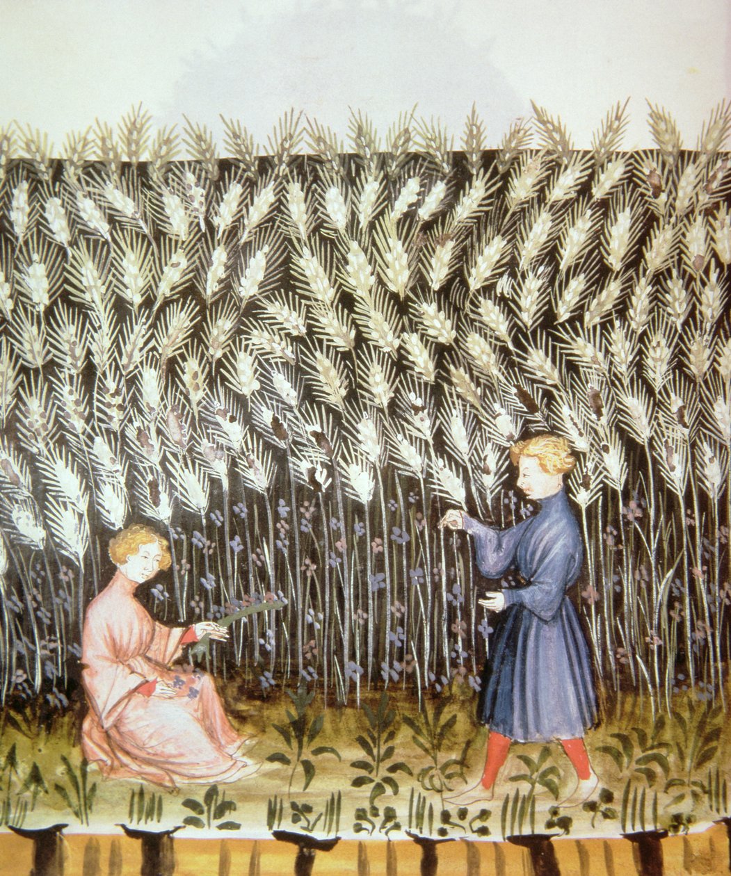 Nove 2644 fol.42v Høsting av hvete, fra Tacuinum Sanitatis av Italian School