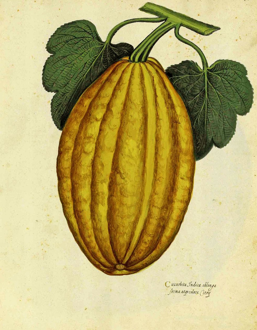 Oblong Squash av Ulisse Aldrovandi av Italian School