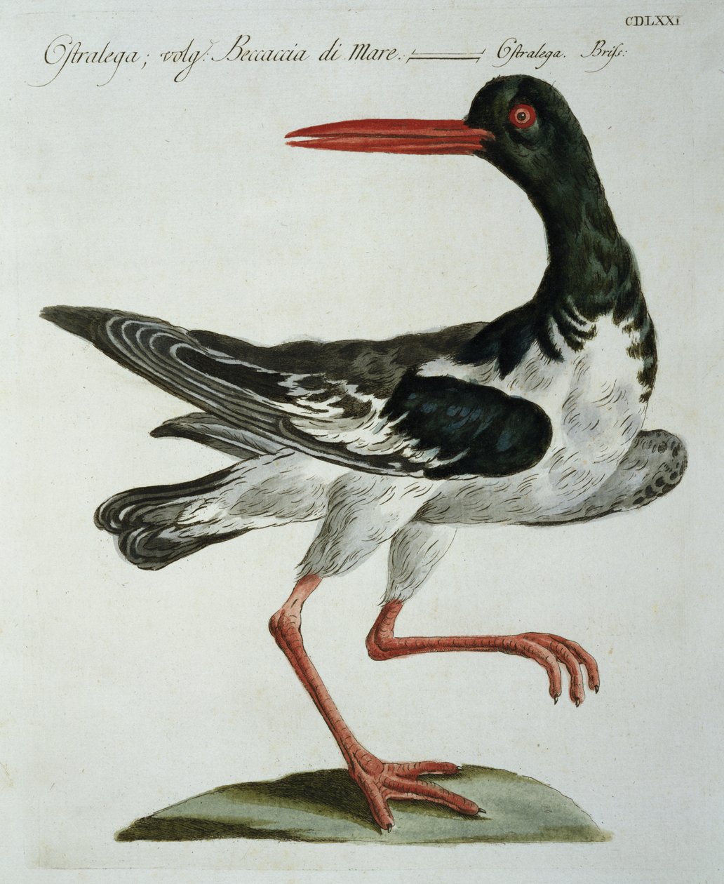 Oyster Catcher, ca. 1767-76 (håndfarget gravering) av Italian School