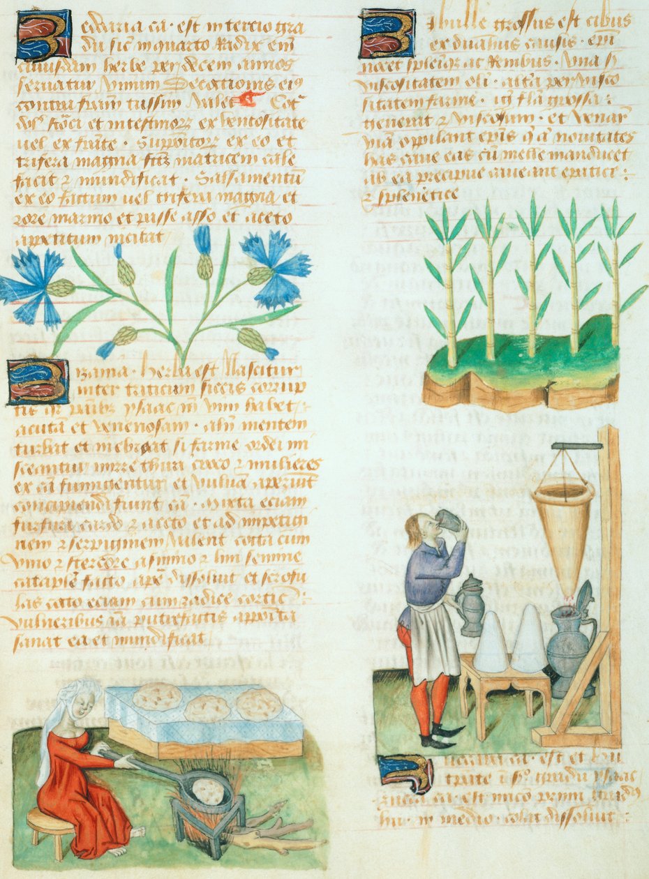 Side fra Tractatus de Herbis av Dioscorides Pedanius av Italian School