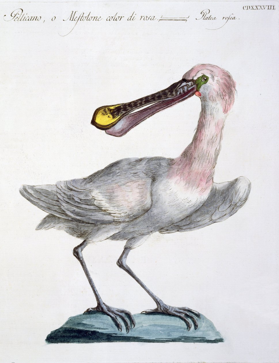 Pelican, ca. 1767-76 (håndfarget gravering) av Italian School