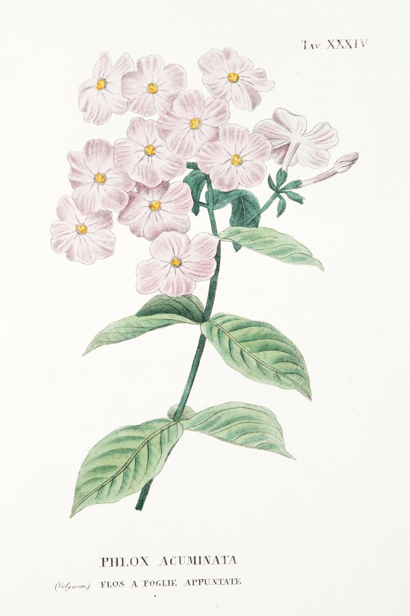 Phlox Acuminata, plate XXXIV, fra L "Antotrofia Ossia La Coltivazione De" Fiori av Antonio Piccioli, pub.1834 av Italian School