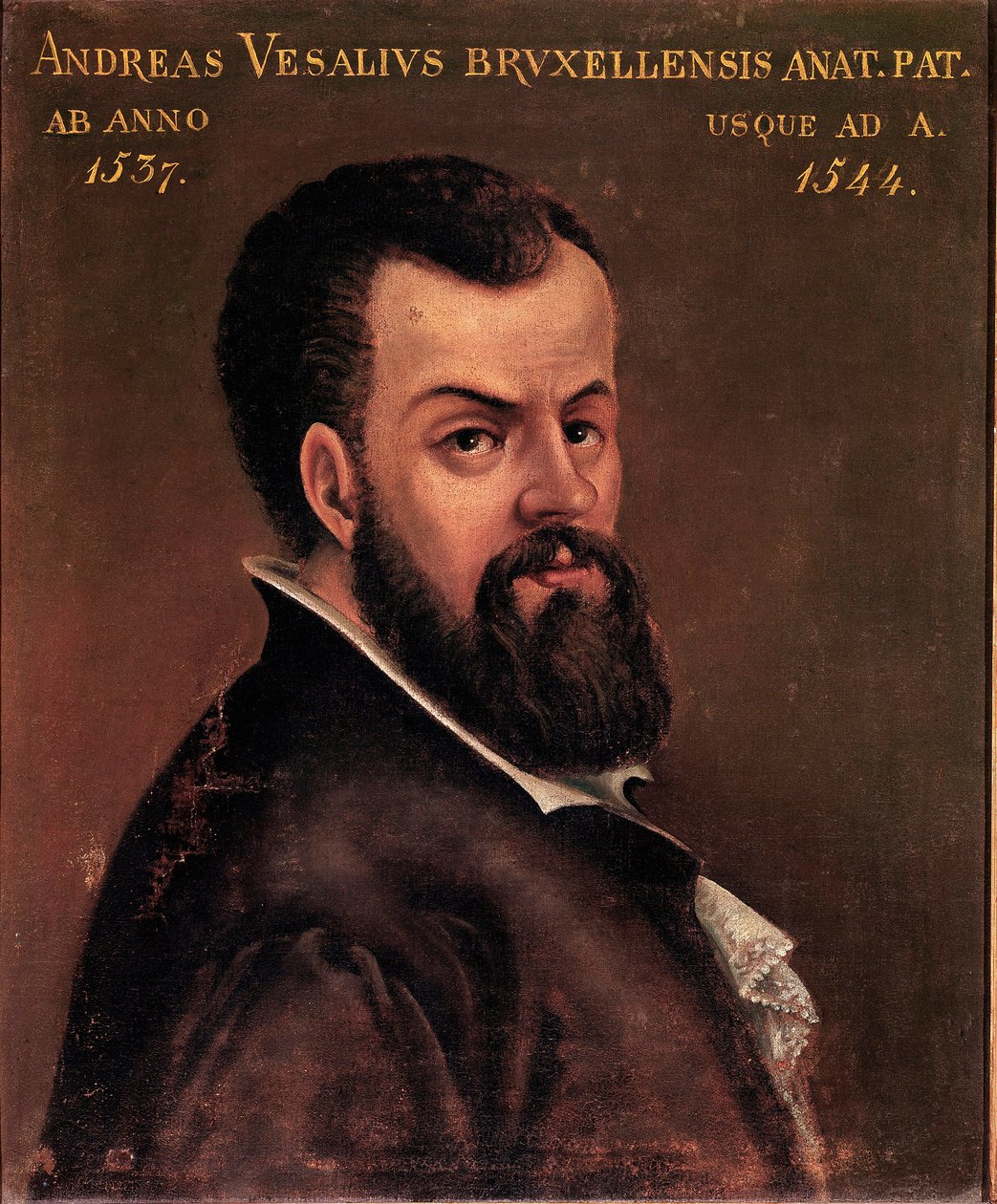 Portrett av Andre Vesale (Andreas Vesalius) (1514-1564), anatom og doktor av Charles V anonymt maleri av den italienske skolen. Padua fra 1500-tallet, universitetet av Italian School
