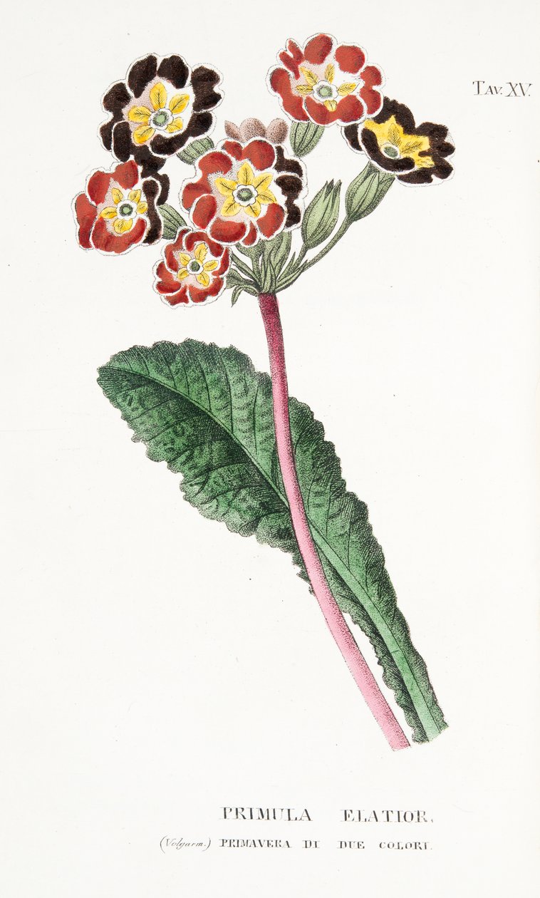 Primula Elatior, plate XV, fra L "Antotrophy or Cultivation De" Fiori av Antonio Piccioli, pub. 1834 av Italian School