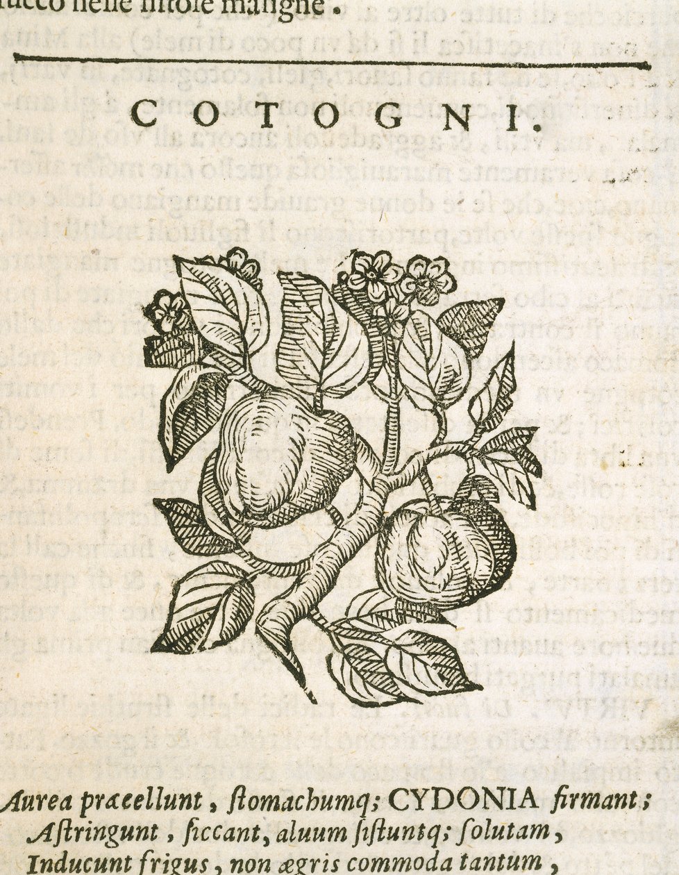 Quince (Cydonia oblonga), gravering av Castore Durante av Italian School