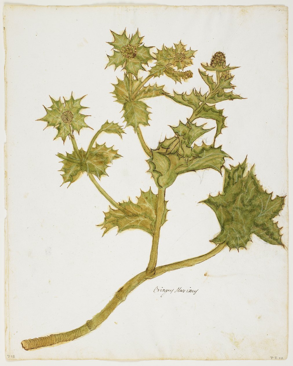 Sea Holly (Eringium Maritimum) (wc og tempera på papir) av Italian School