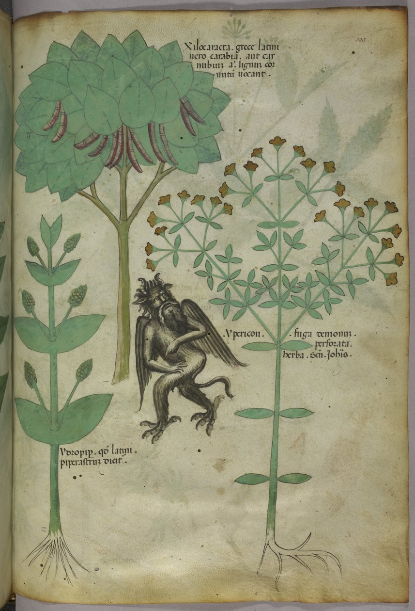 Sloane 4016 f.103 Miniatyr av planter og en demon: urten Ypericon, angivelig frastøtt demoner, fra 'Herbal', ca. 1440 (blekk og farge på vellum) av Italian School