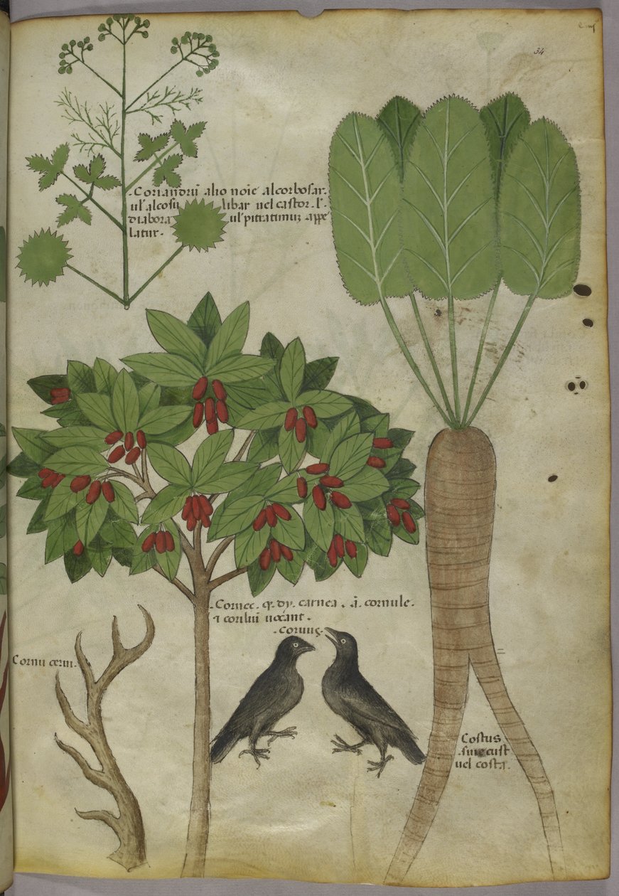 Sloane 4016 f.34 