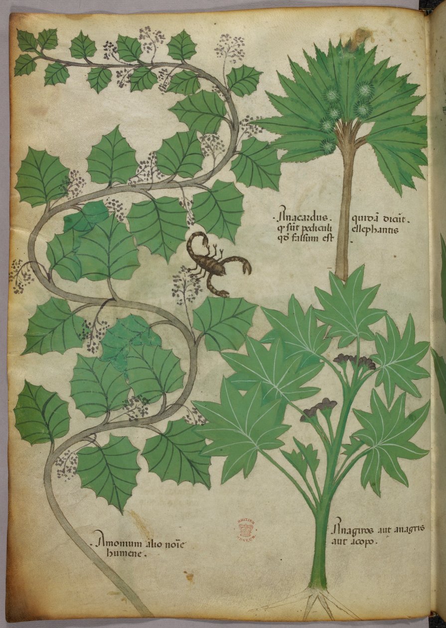 Sloane 4016 f.3v botanisk illustrasjon, ca. 1440 (vellum) av Italian School