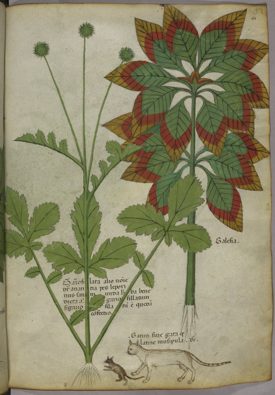 Sloane 4016 f.40 Plants, fra 