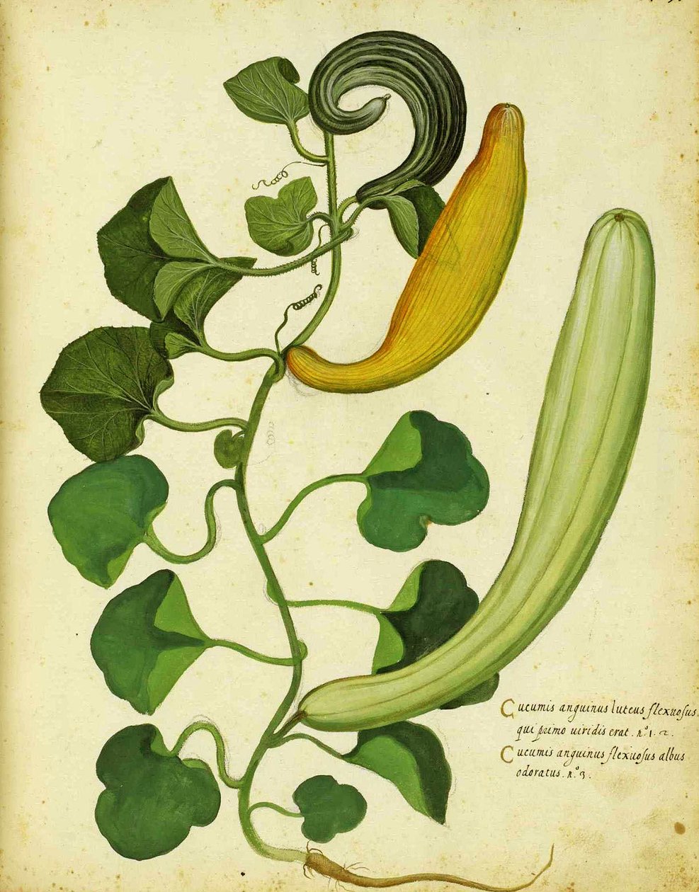 Snake Gourd av Ulisse Aldrovandi av Italian School