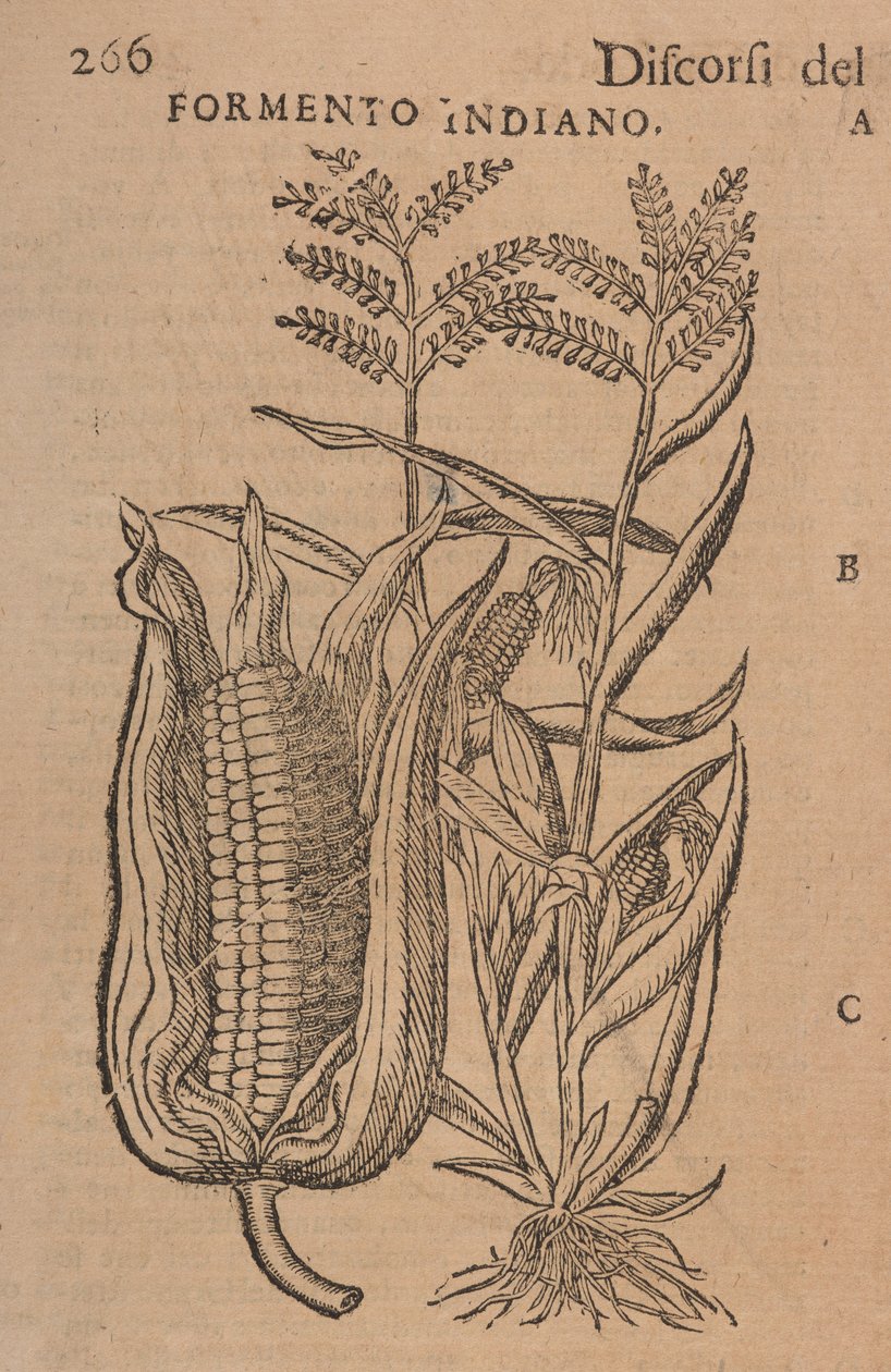 Taler av M. P. A. Matthioli, korrigert og utvidet. Med figurer hentet fra naturlige, levende planter og dyr, i et mye større antall enn de andre trykt senere, s.266 av Italian School