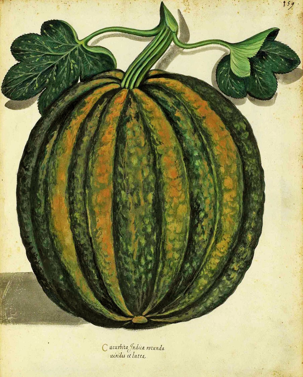 Squash av Ulisse Aldrovandi (1522 - 1605) tallerken utgitt i Piante Fiori Frutti (håndfarget gravering). av Italian School