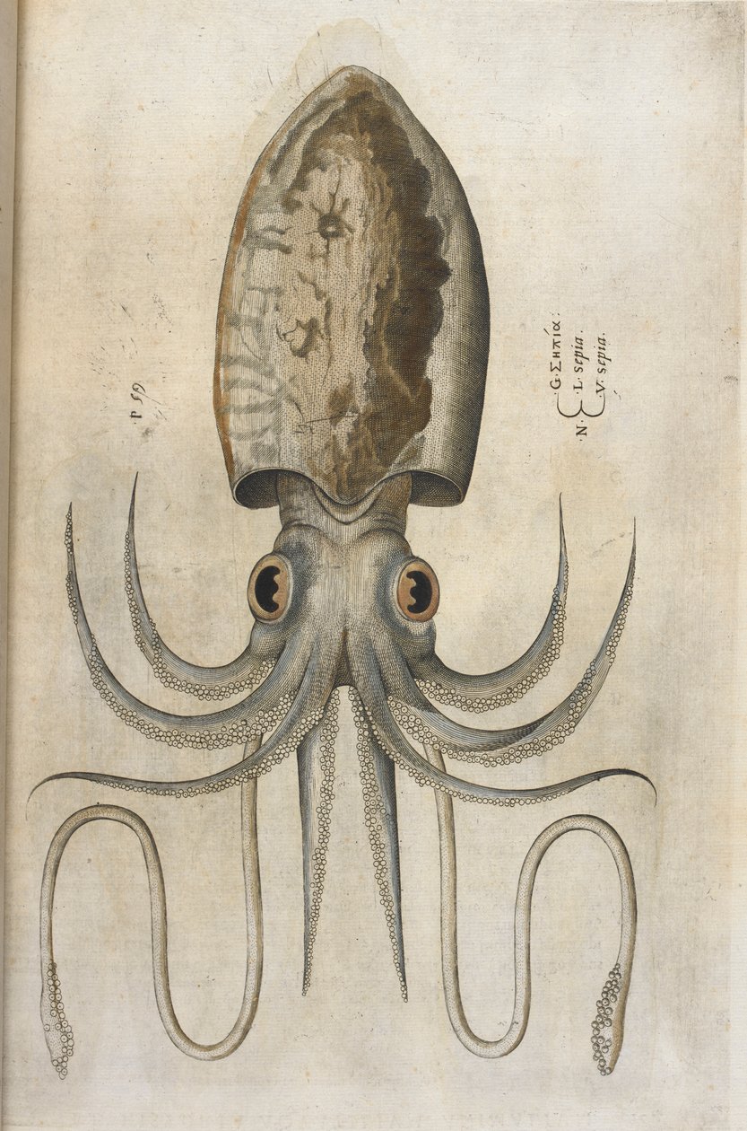 Blekksprut, illustrasjon fra 'Aquatilium Animalium Historiæ liber primus', av Ippolito Salviani av Italian School