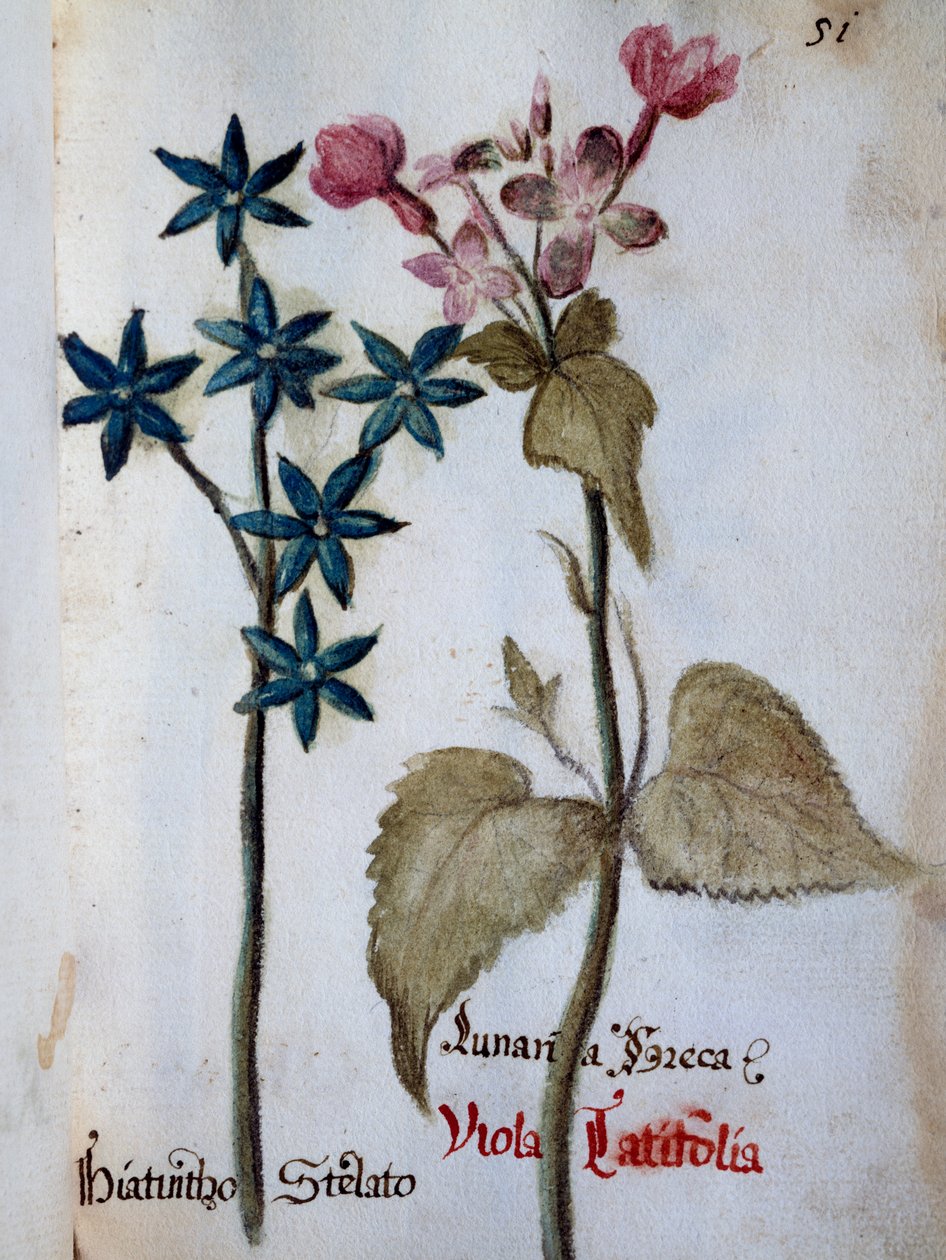 Starry Hyacinth and Viola rubella var latifolia fra Delineation of Flowers of Villa Vendramin av Italian School