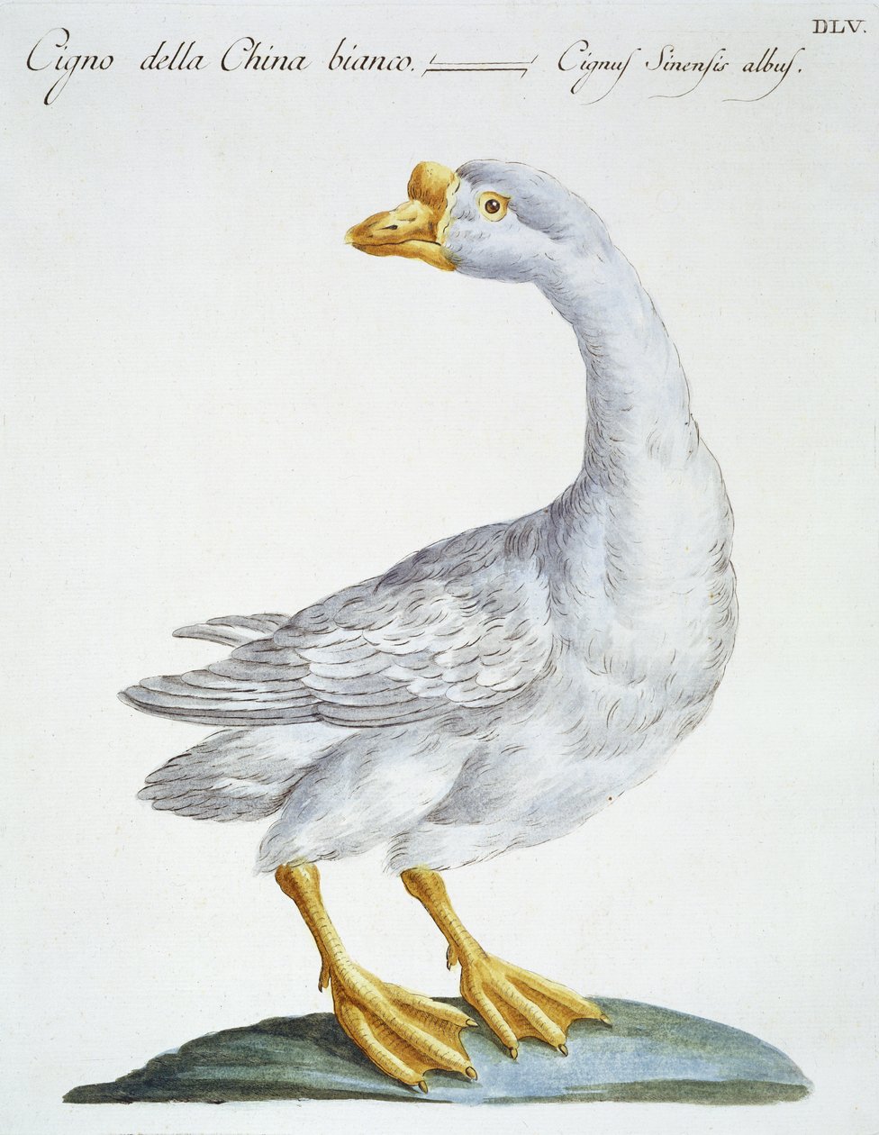 Svane, ca. 1767-76 (håndfarget gravering) av Italian School