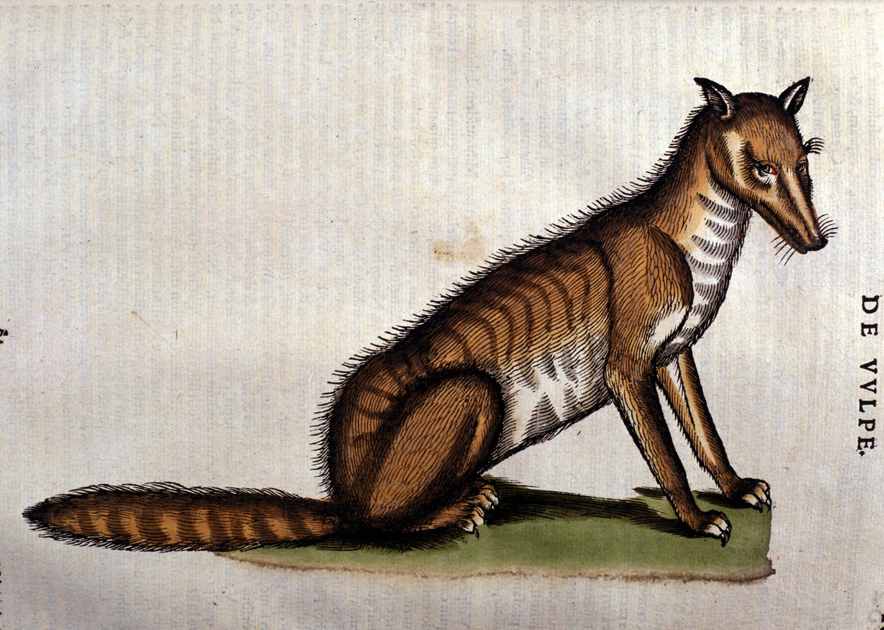 The Fox, illustrasjon fra lHistoria Aminalium av Conrad Gesner, 1560 av Italian School