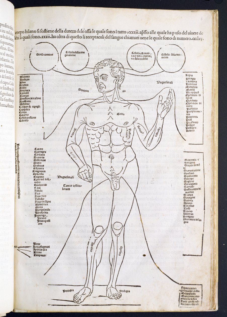 Den mannlige anatomien, fra Fascilulus Medicinae av Johannes de Ketham (d.c.1490) 1400-1500-tallet av Italian School